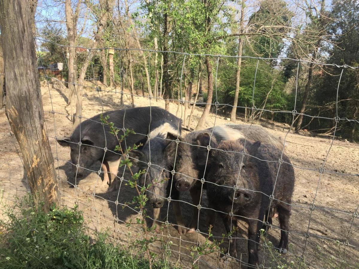 Agriturismo San Leone 볼테라 외부 사진